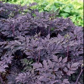 Snakeroot &#39;Actaea Brunette&#39; 1 gal