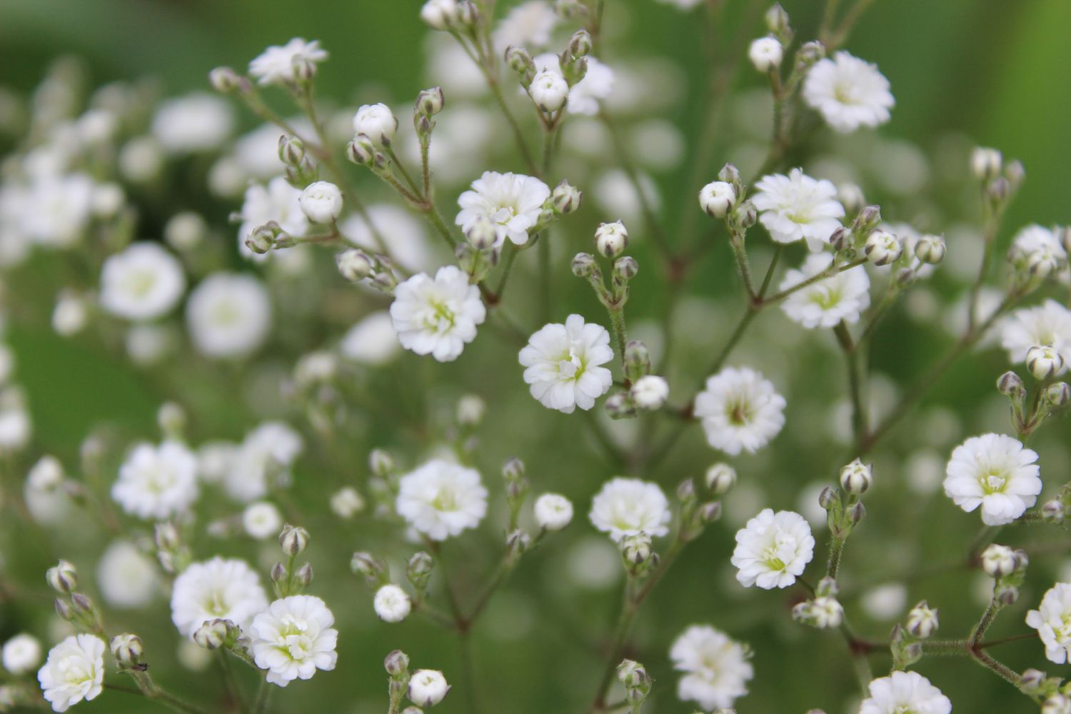 Baby&#39;s Breath &#39;Gypsophila Summer Sparkles&quot; 1 Gal