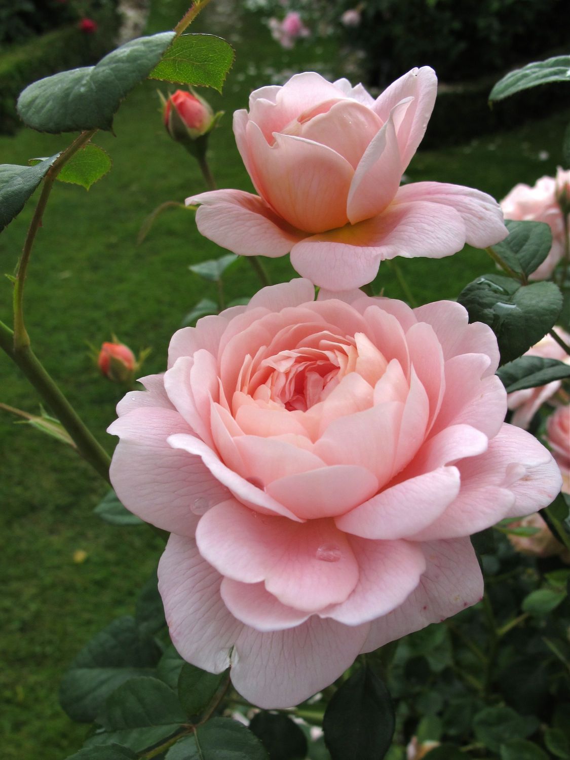 David Austin Rose &#39;Queen of Sweden&#39; 3 gal (Light Pink)