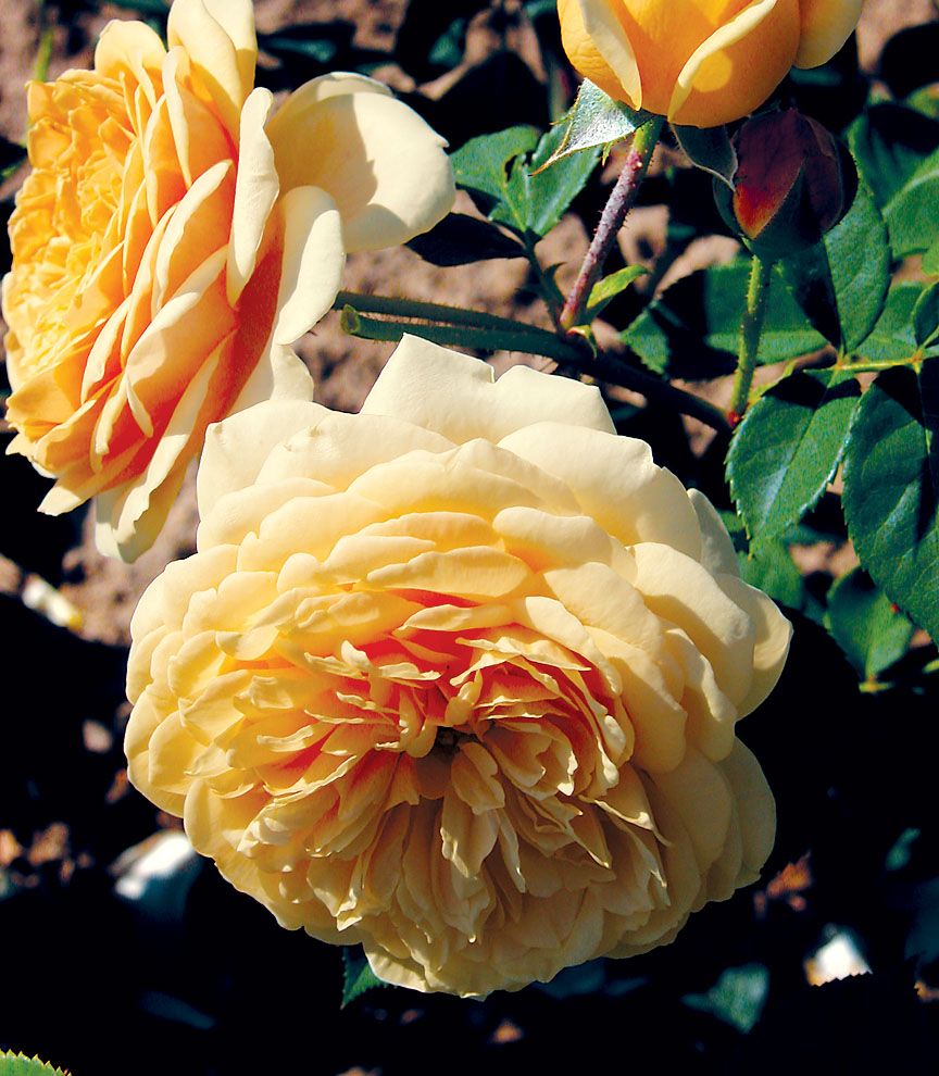 David Austin Rose 'Teasing Georgia' 3 gal (Yellow)