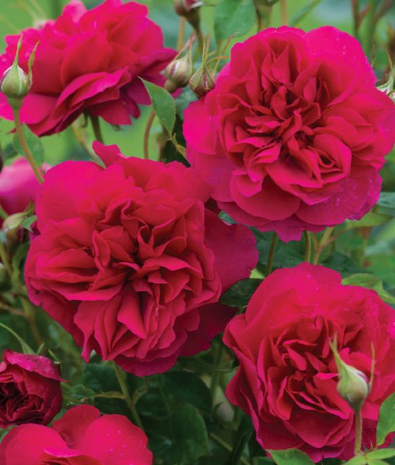 David Austin Rose &#39;Thomas A Becket&#39; 3 gal (Red)
