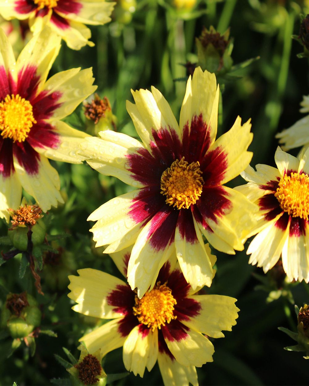 Coreopsis &#39;Superstar&#39; - 2 gal GS