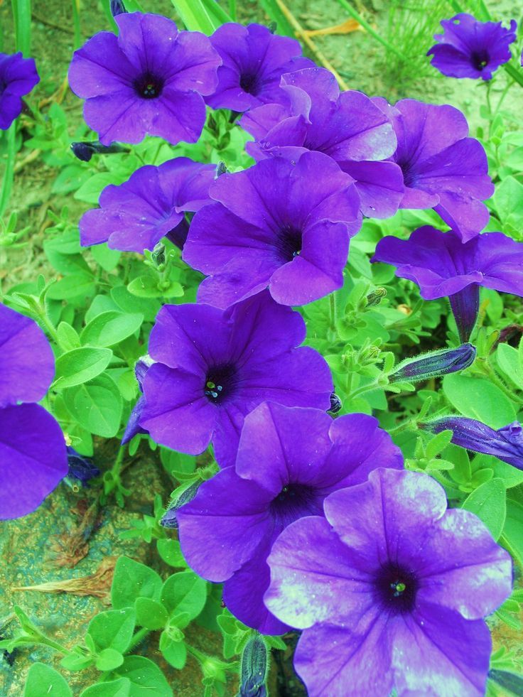 10" Patio Pot Wave Petunia Purple