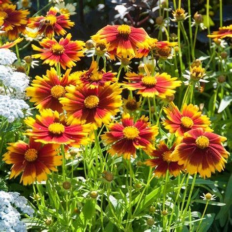 Coreopsis &#39;Gold &amp; Bronze&#39; - 2 gal GS