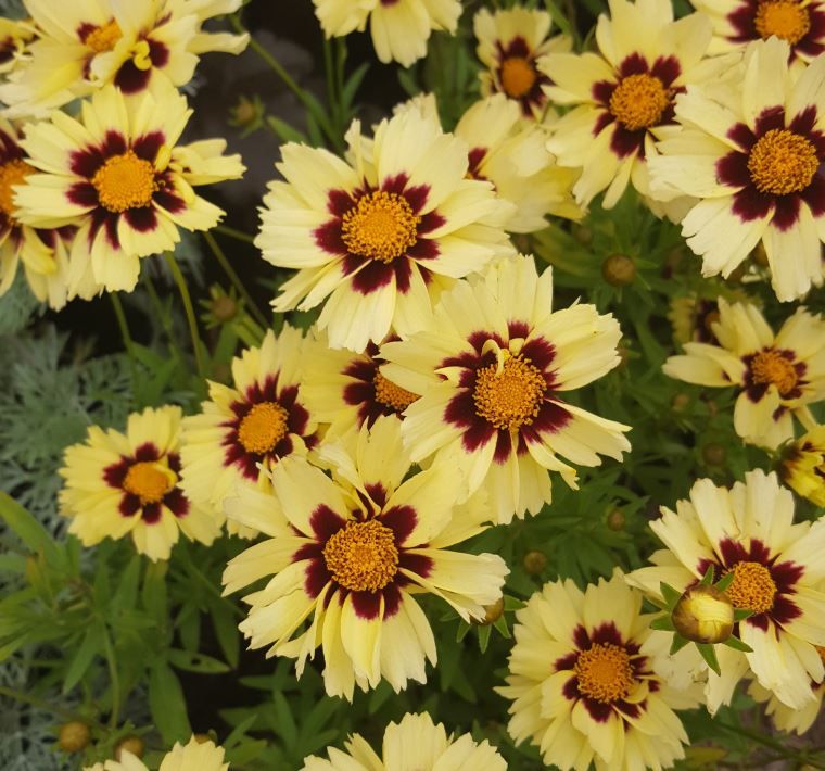 Coreopsis &#39;Cream &amp; Red&#39; - 2 gal GS