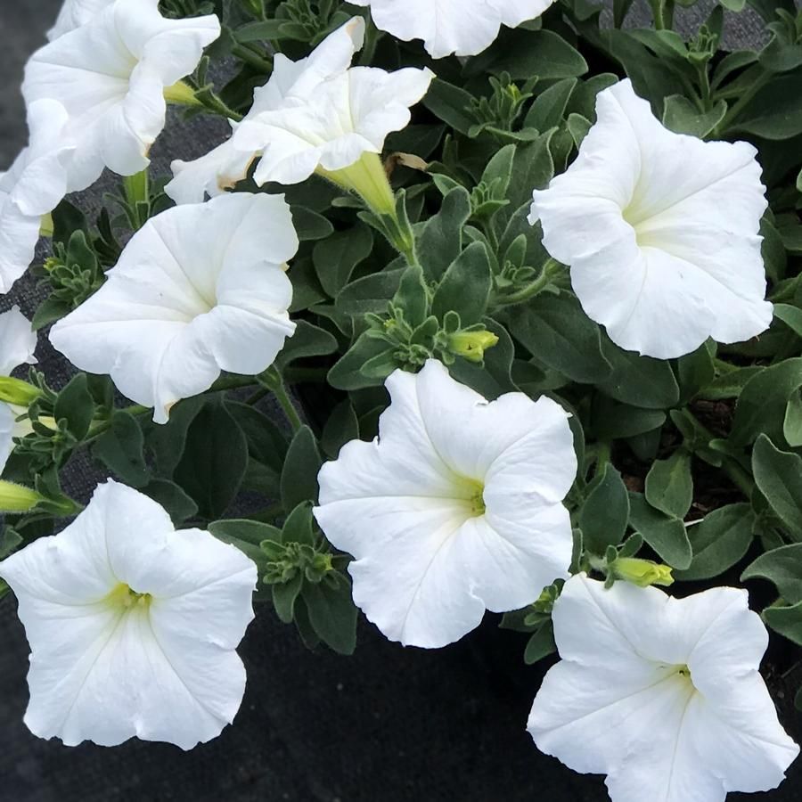 Wave Petunia White 10&quot; Patio Pot