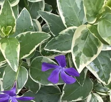 Vinca Vine Major Variegated 4"