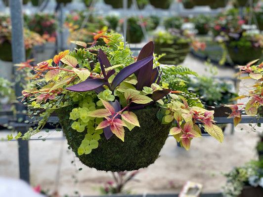 14" Moss HB Assorted