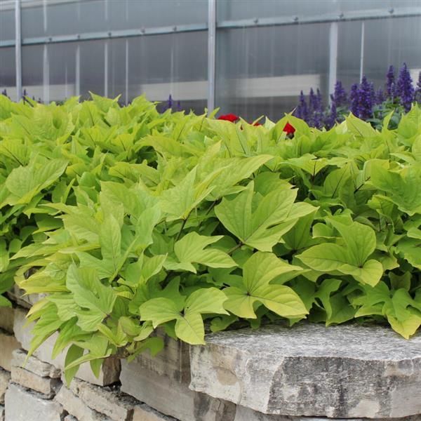 Sweet Potato Vine &#39;Lime Heart&#39; 4&#39;