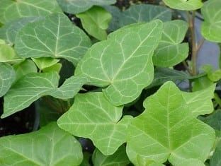 English Ivy &#39;Ralf&#39; 4&quot;