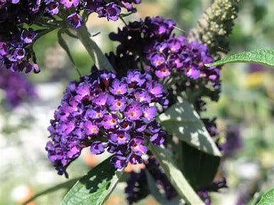 Butterfly Bush 'Black Night' - 2 gal