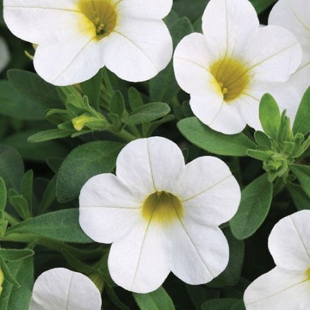 Million Bells 'Calitastic White' 1 gal