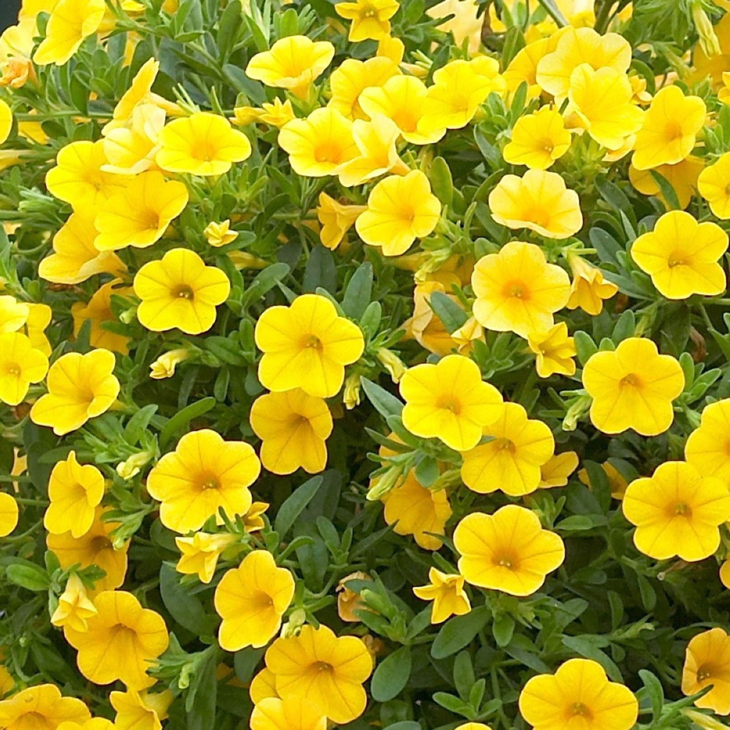Million Bells &#39;Calitastic Butter&#39; 1 gal