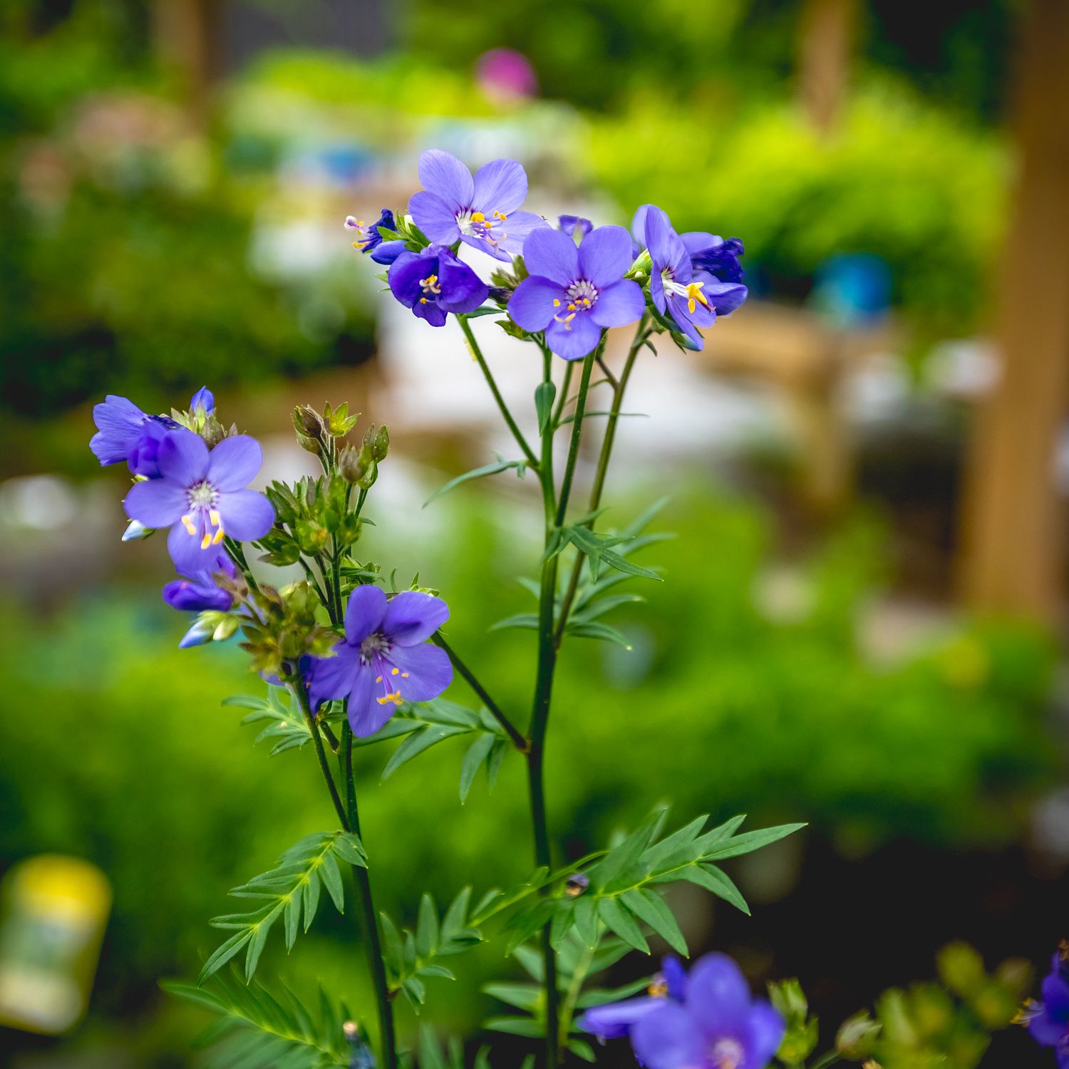 Jacob&#39;s Ladder &#39;Polemonium Bressingham Purple&#39; 1 gal