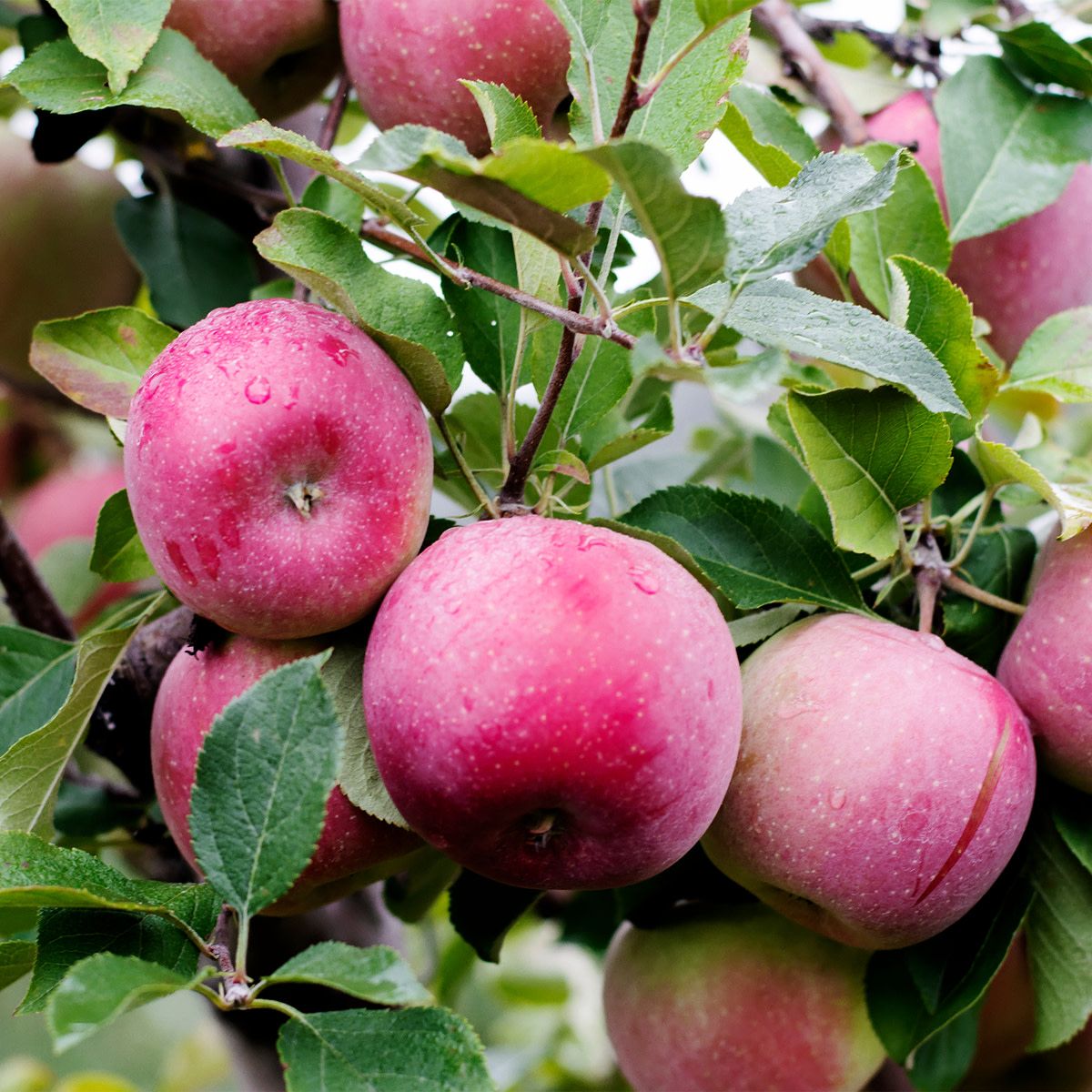 Apple &#39;McIntosh&#39; 6-7&#39; Potted