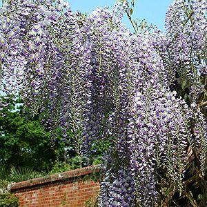 Wisteria &#39;Domino&#39; 5&#39; potted