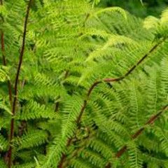 Fern &#39;Lady in Red&#39; 1 gal
