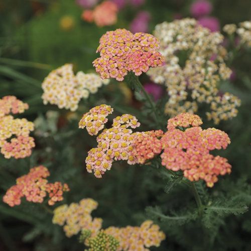 Yarrow 'Firefly Peach Sky' 8" PW