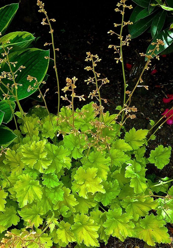 Coral Bells &#39;Heuchera Twist of Lime&#39; 1 gal