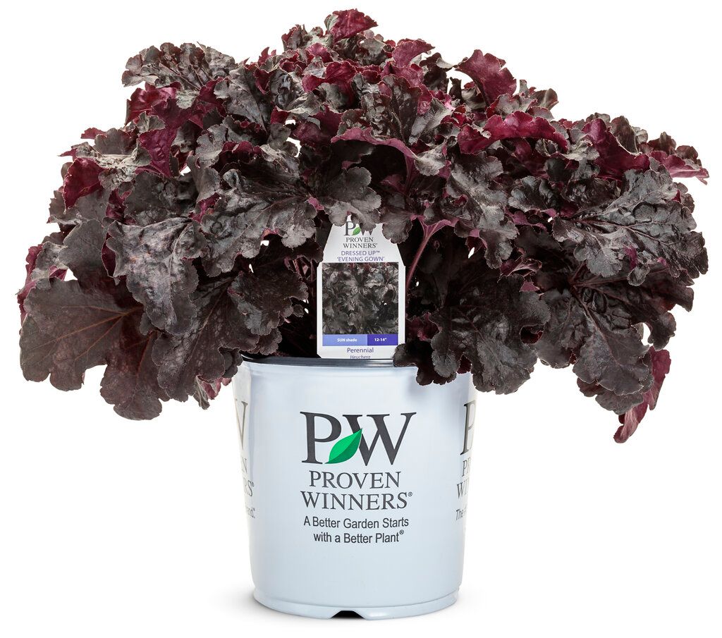 Coral Bells &#39;Heuchera Evening Gown&#39; 8&quot; PW