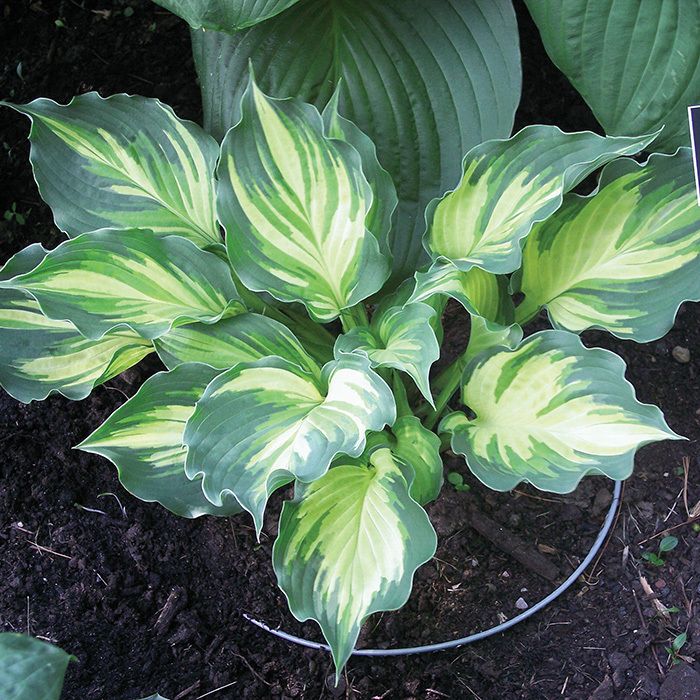 Hosta &#39;Lakeside Paisley Print&#39; - 2 gal