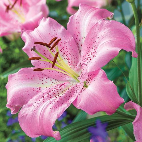 Lily &#39;Oriental Josephine&#39; - 1 gal