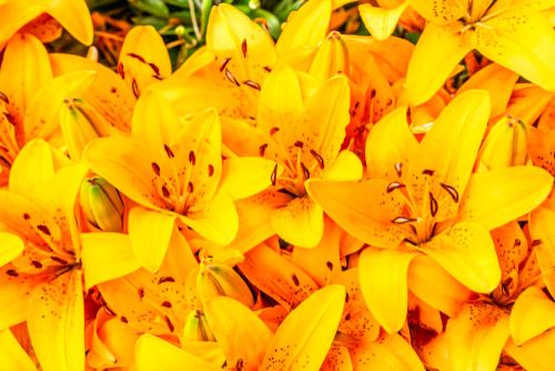 Asiatic Lily &#39;Golden Matrix&#39; - 1 gal
