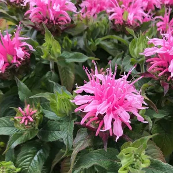 Monarda Sugar Buzz &#39;Pink Frosting&#39; 1 gal
