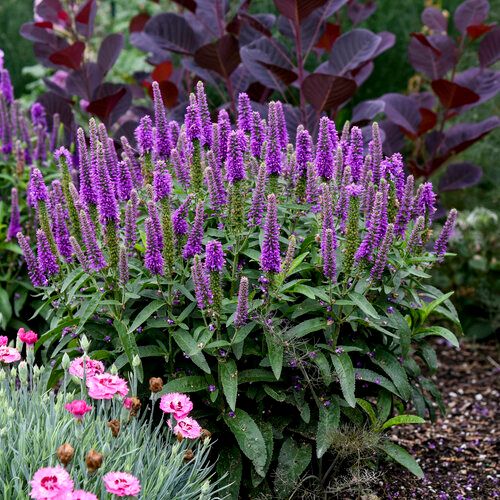 Speedwell &#39;Veronica Purple Illusion PW&#39; 8&quot;