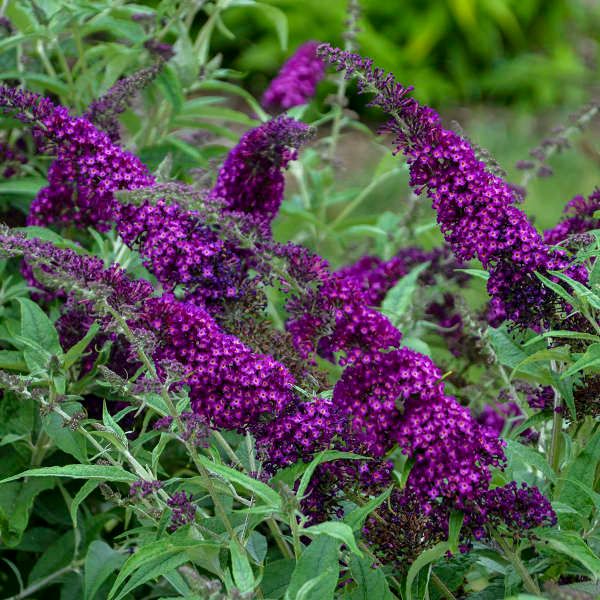 Butterfly Bush &#39;Magenta Munchkin&#39; 2 gal