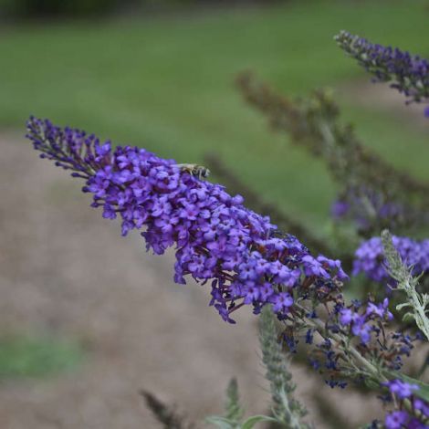 Butterfly Bush &#39;Blue Night&#39; - 2 gal