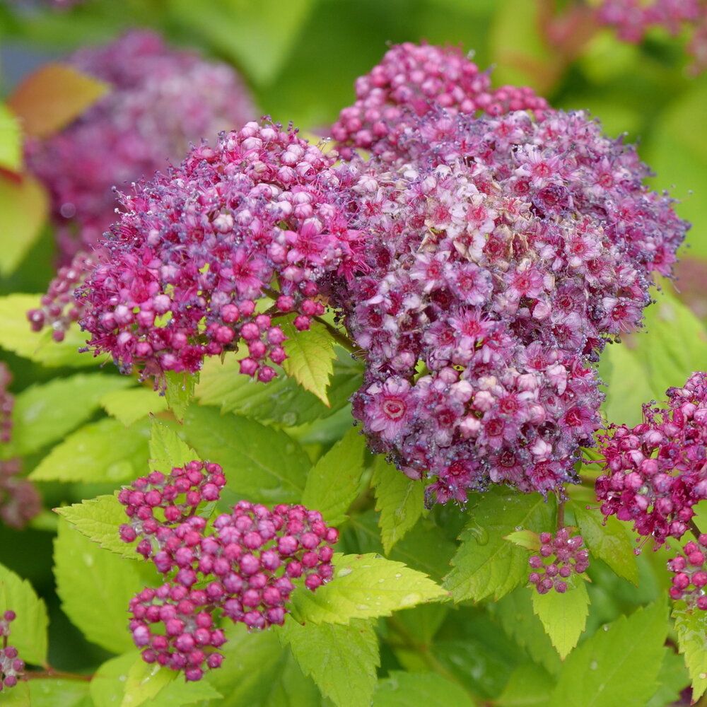 Spirea &#39;Double Play Dolly&#39; 2 gal PW