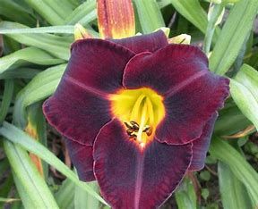 Daylily - Hemerocallis &#39;Obsidian&#39; - 1 gal