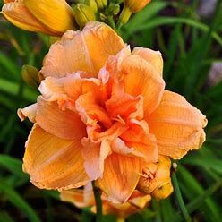 Daylily - Hemerocallis &#39;Peach Magnolia&#39; - 1 gal