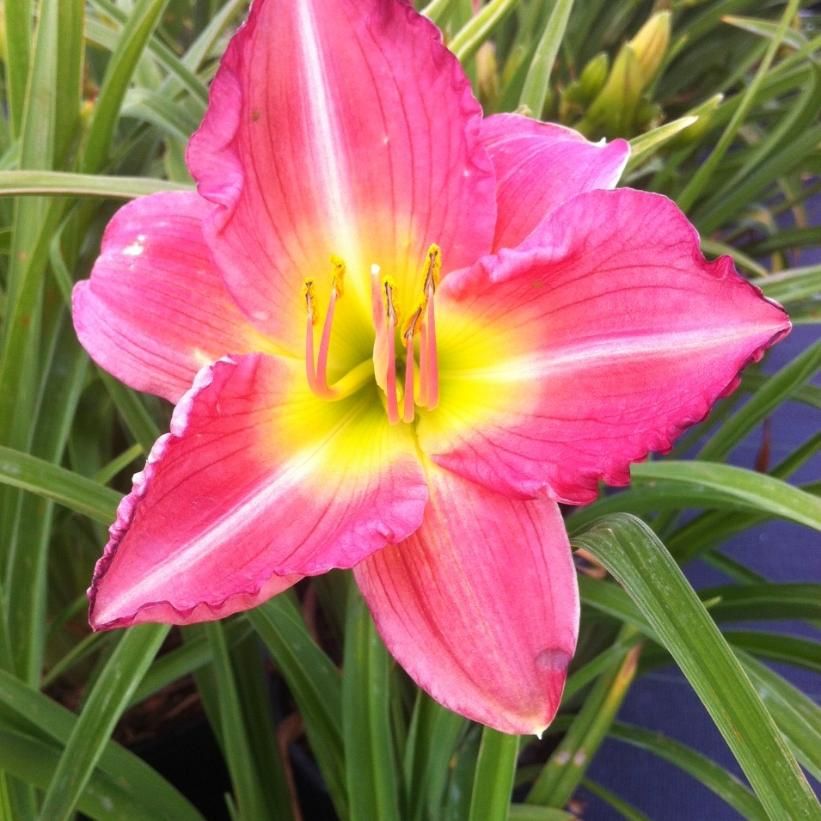 Daylily - Hemerocallis &#39;Sue Rothbauer&#39; - 5 gal