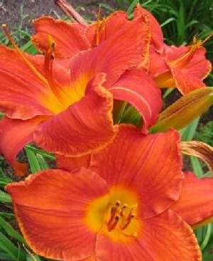Daylily - Hemerocallis &#39;Sunset Fire&#39; - 1 gal