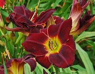 Daylily - Hemerocallis &#39;Total Eclipse&#39; - 1 gal