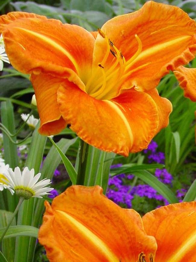 Daylily - Hemerocallis &#39;Tuscawilla Tigress&#39; - 1 gal