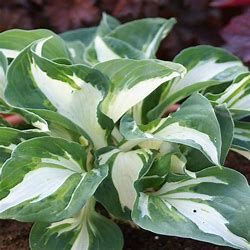 Hosta &#39;Vulcan&#39; 2 gal