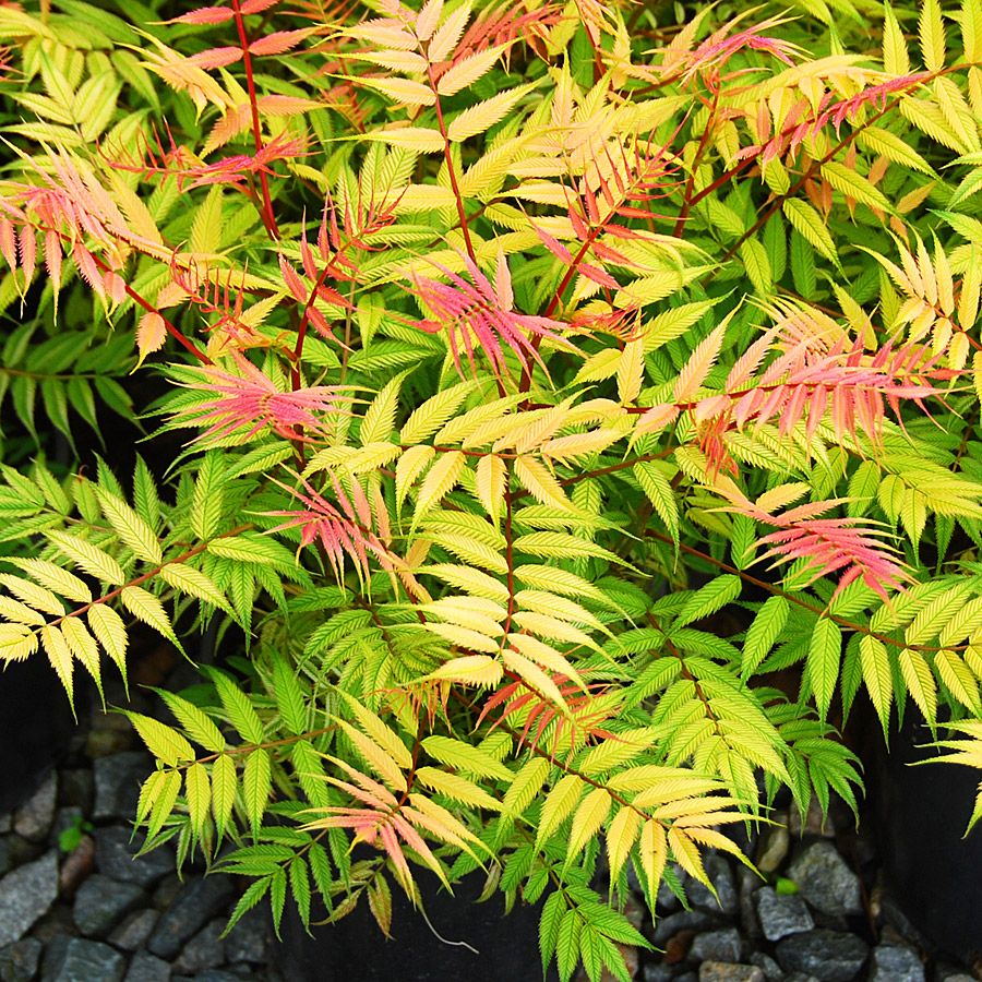 False Spirea &#39;Sorbaria Cherry on Top&#39; 2 gal