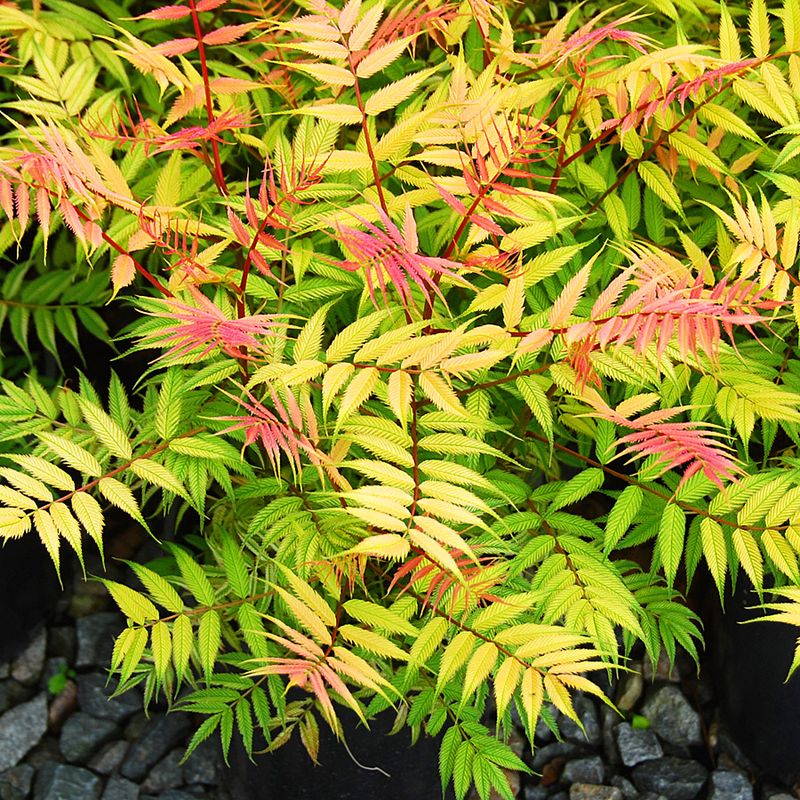 False Spirea &#39;Sorbaria Cherry on Top&#39; 2 gal