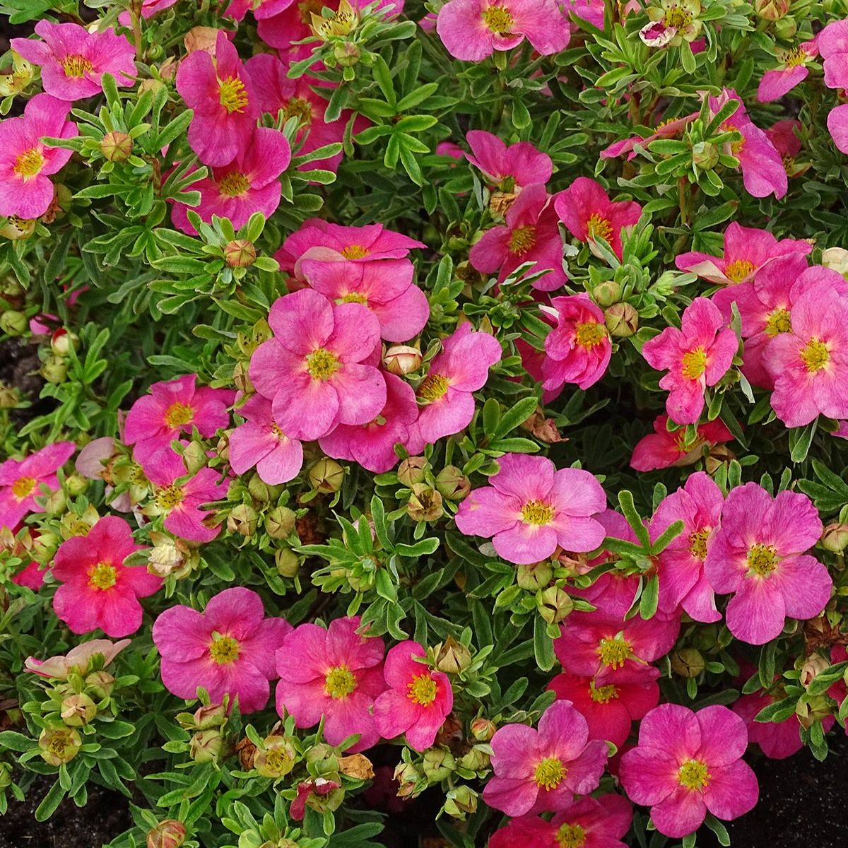 Potentilla &#39;Bella Belissima&#39; 2 gal