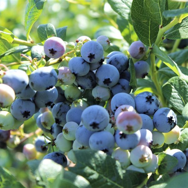Blueberry - Vaccinium &#39;3 in 1 Hybrid&#39; 5 gal HB
