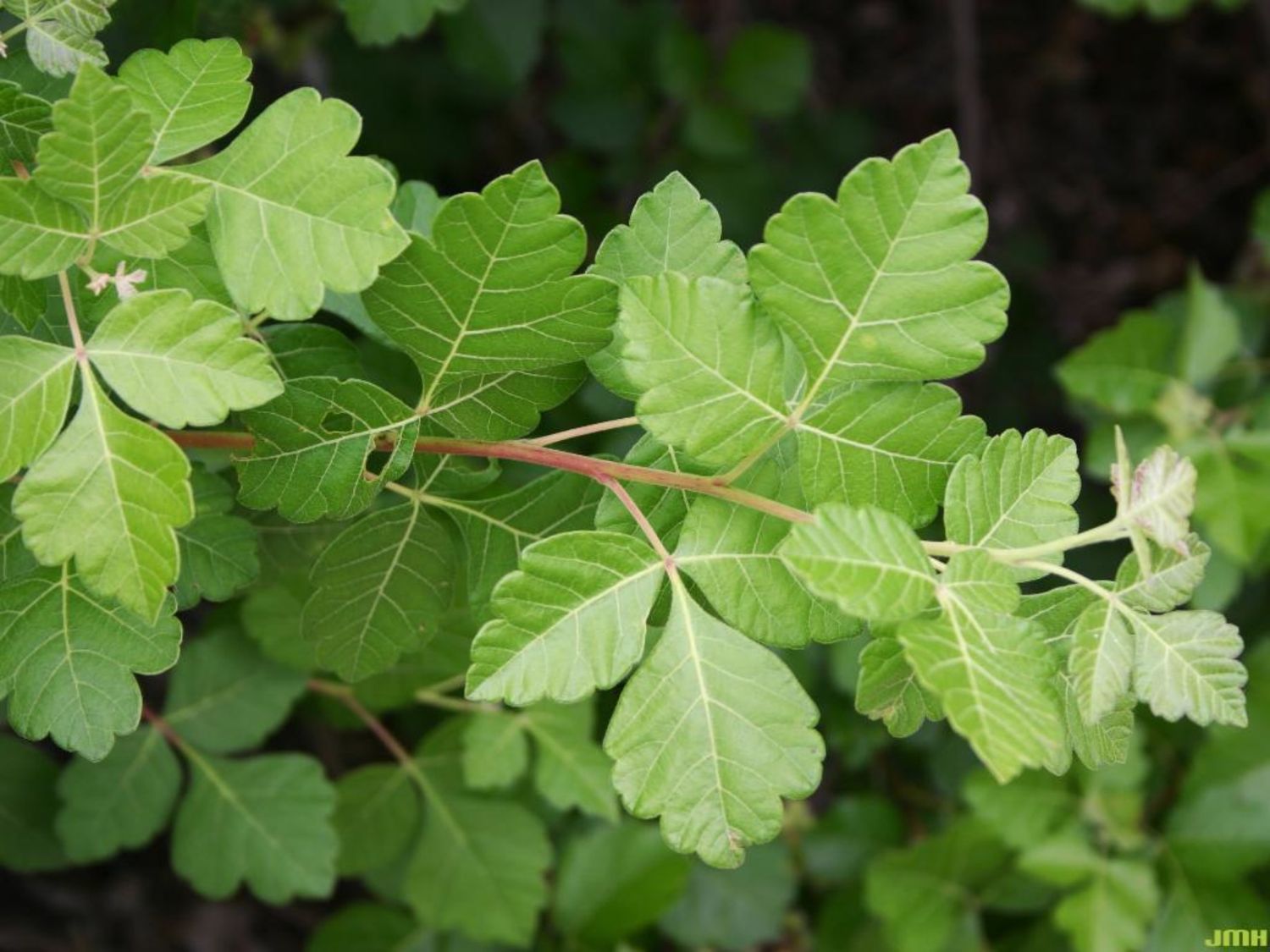 Fragrant Sumac 2 gal