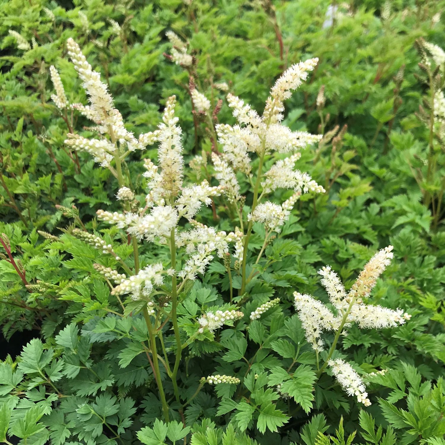 Dwarf Goat&#39;s Beard &#39;Aethusifolius&#39; - 1 gal