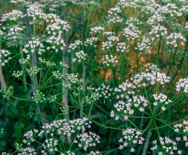 Anise (seed pkg)