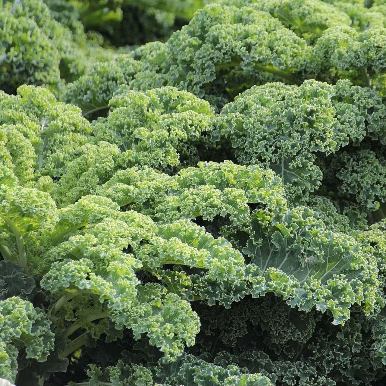 Kale (seed pkg), Variety: Dwarf Scotch Curled