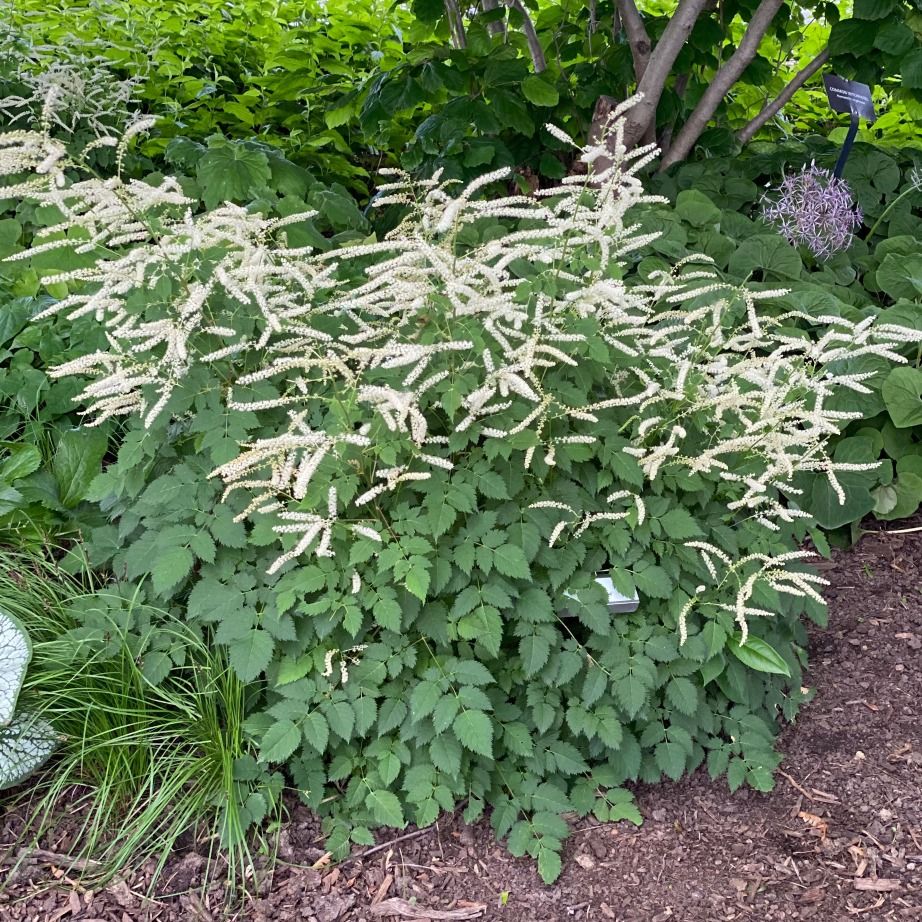 Goat&#39;s beard &#39;Misty Lace&#39; 1 gal