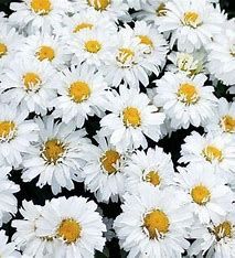 Shasta Daisy &#39;Leucanthemum Freak&#39; 2g GS
