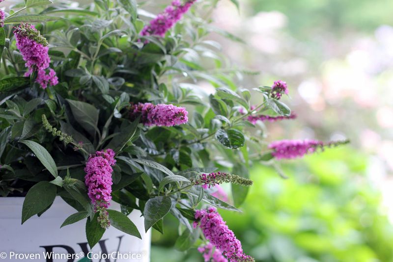 Chrysalis &#39;Pink&#39; Butterfly Bush 2 gal GS